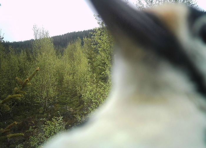62 Times Hidden Cams Revealed What Animals Do When Nobody Is Watching, And It Was Hilarious