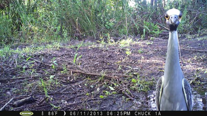 62 Times Hidden Cams Revealed What Animals Do When Nobody Is Watching, And It Was Hilarious