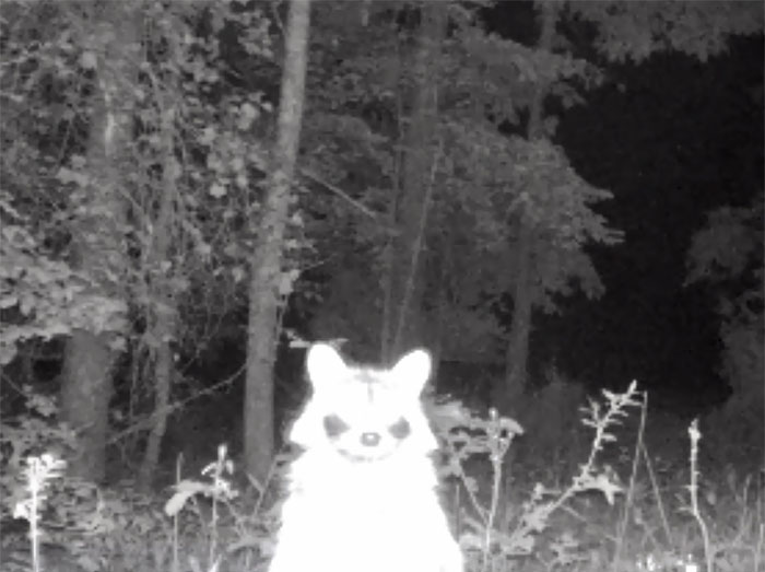 62 Times Hidden Cams Revealed What Animals Do When Nobody Is Watching, And It Was Hilarious