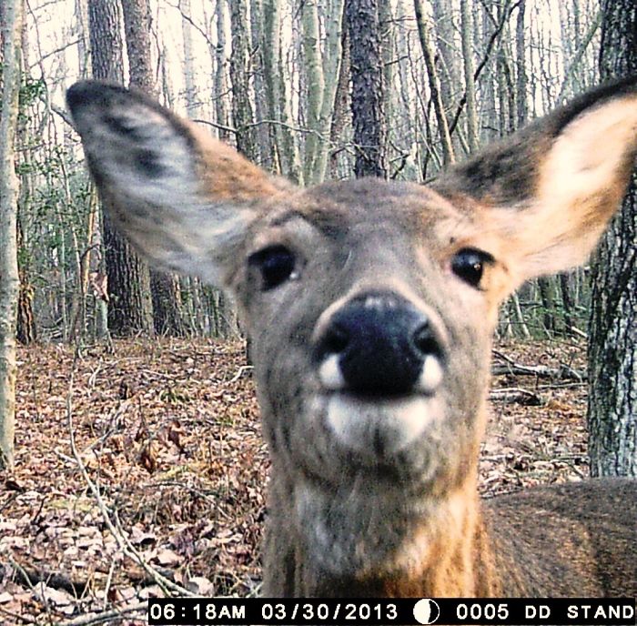 62 Times Hidden Cams Revealed What Animals Do When Nobody Is Watching, And It Was Hilarious