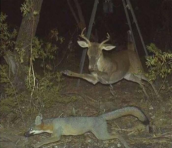 62 Times Hidden Cams Revealed What Animals Do When Nobody Is Watching, And It Was Hilarious