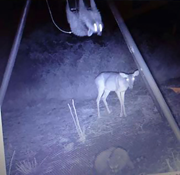 62 Times Hidden Cams Revealed What Animals Do When Nobody Is Watching, And It Was Hilarious