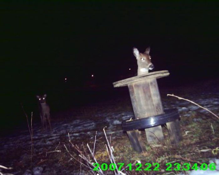 62 Times Hidden Cams Revealed What Animals Do When Nobody Is Watching, And It Was Hilarious
