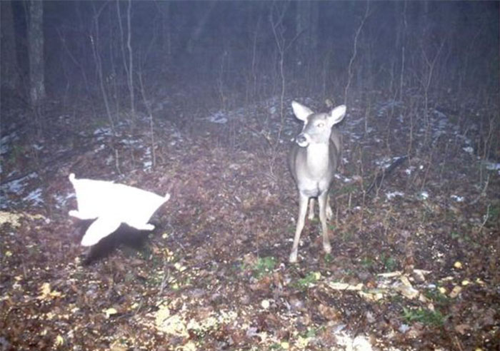 62 Times Hidden Cams Revealed What Animals Do When Nobody Is Watching, And It Was Hilarious