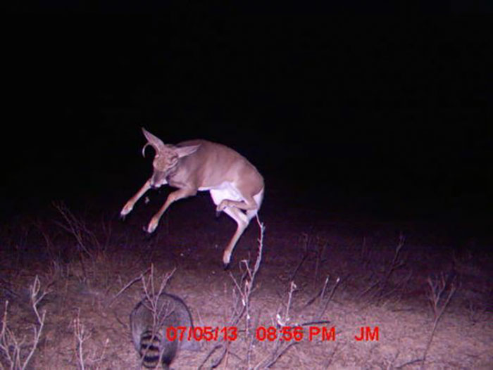 62 Times Hidden Cams Revealed What Animals Do When Nobody Is Watching, And It Was Hilarious