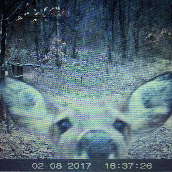 62 Times Hidden Cams Revealed What Animals Do When Nobody Is Watching, And It Was Hilarious