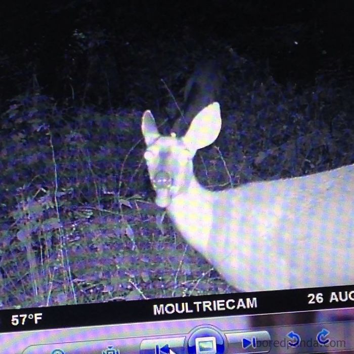 62 Times Hidden Cams Revealed What Animals Do When Nobody Is Watching, And It Was Hilarious