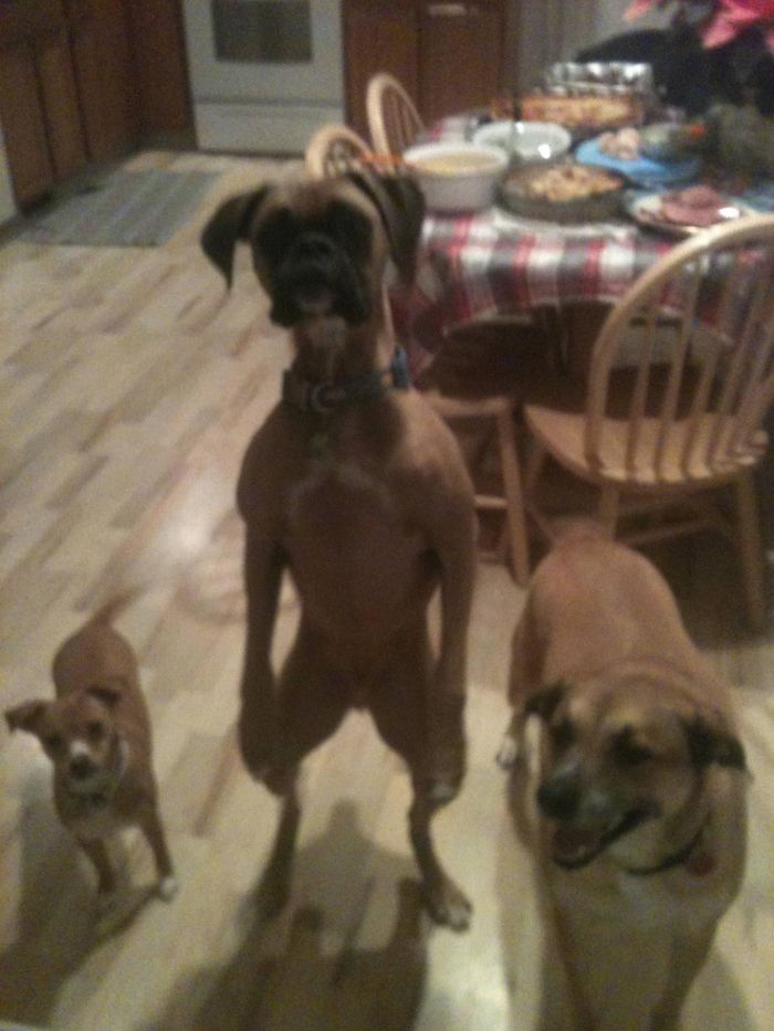 Share Photos Of Your Dogs Acting Like Humans Share Photos Of Your Dogs Acting Like Humans