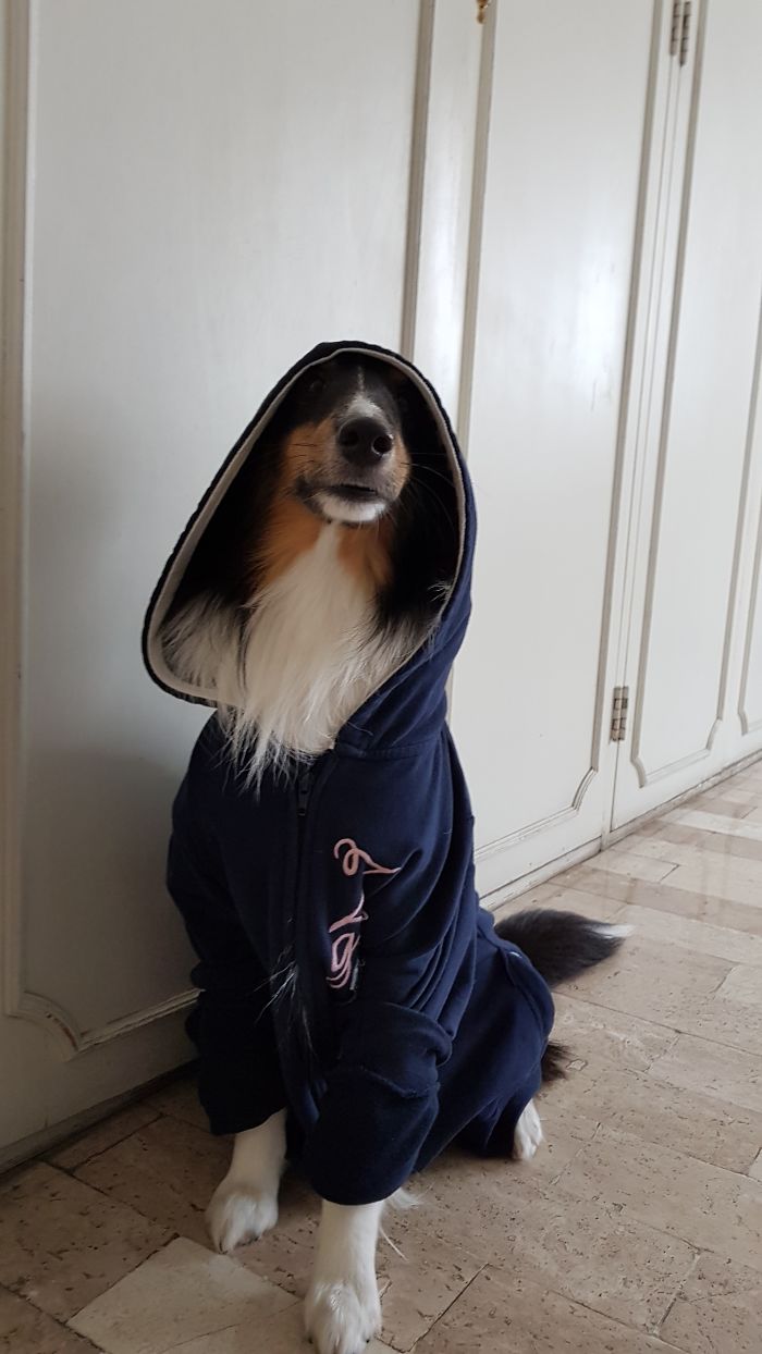 Share Photos Of Your Dogs Acting Like Humans Share Photos Of Your Dogs Acting Like Humans