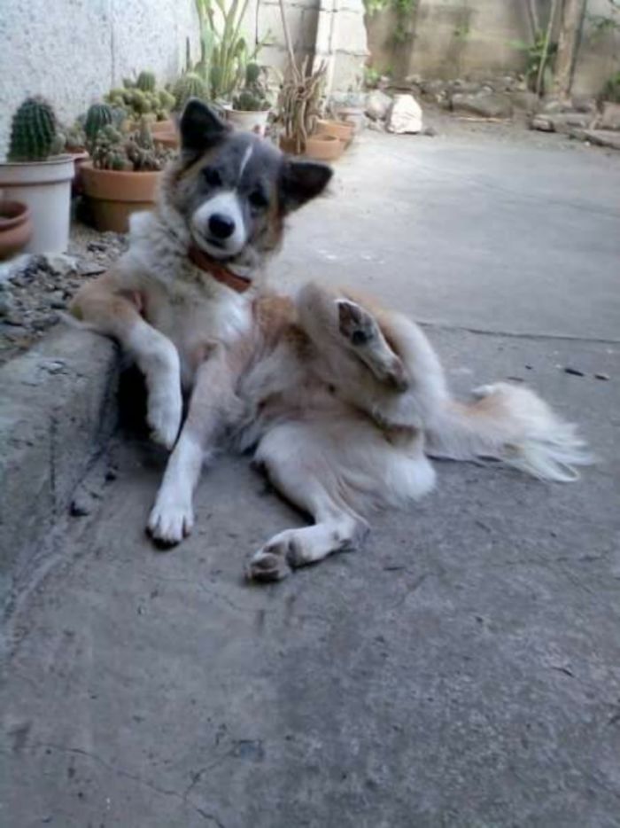 Share Photos Of Your Dogs Acting Like Humans Share Photos Of Your Dogs Acting Like Humans