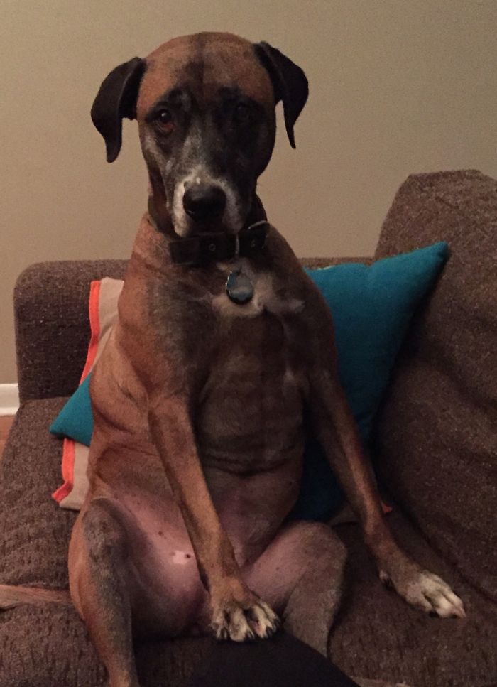 Share Photos Of Your Dogs Acting Like Humans Share Photos Of Your Dogs Acting Like Humans