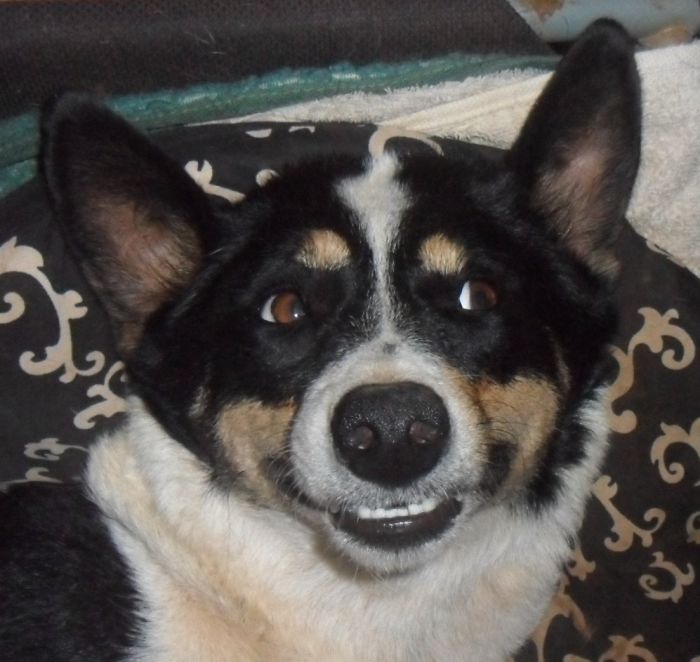 Share Photos Of Your Dogs Acting Like Humans Share Photos Of Your Dogs Acting Like Humans