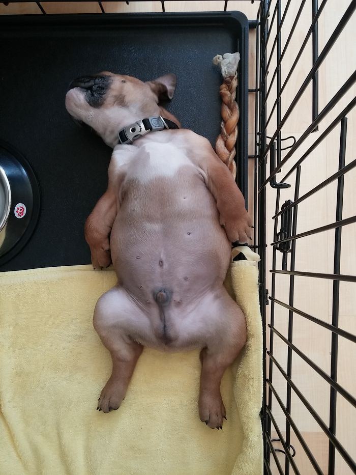 Share Photos Of Your Dogs Acting Like Humans Share Photos Of Your Dogs Acting Like Humans