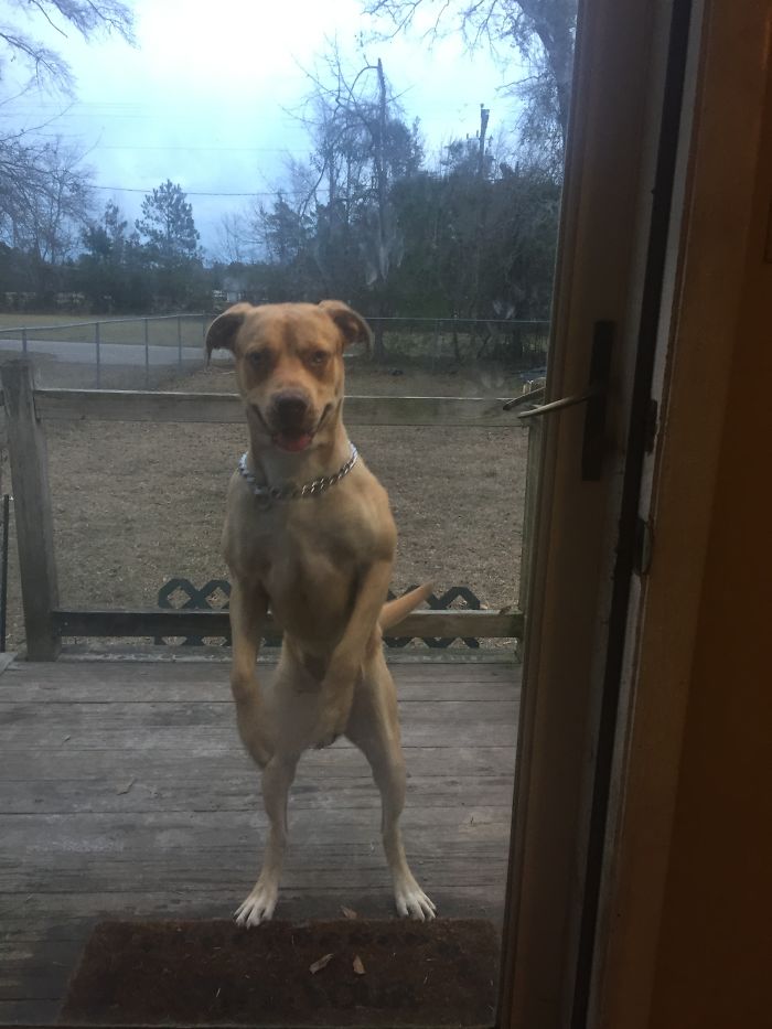 Share Photos Of Your Dogs Acting Like Humans Share Photos Of Your Dogs Acting Like Humans