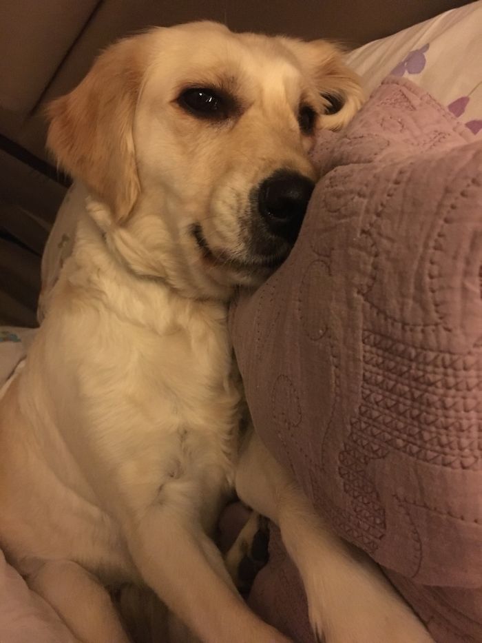 Share Photos Of Your Dogs Acting Like Humans Share Photos Of Your Dogs Acting Like Humans