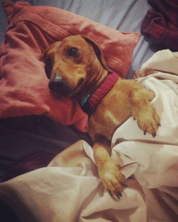 Share Photos Of Your Dogs Acting Like Humans Share Photos Of Your Dogs Acting Like Humans