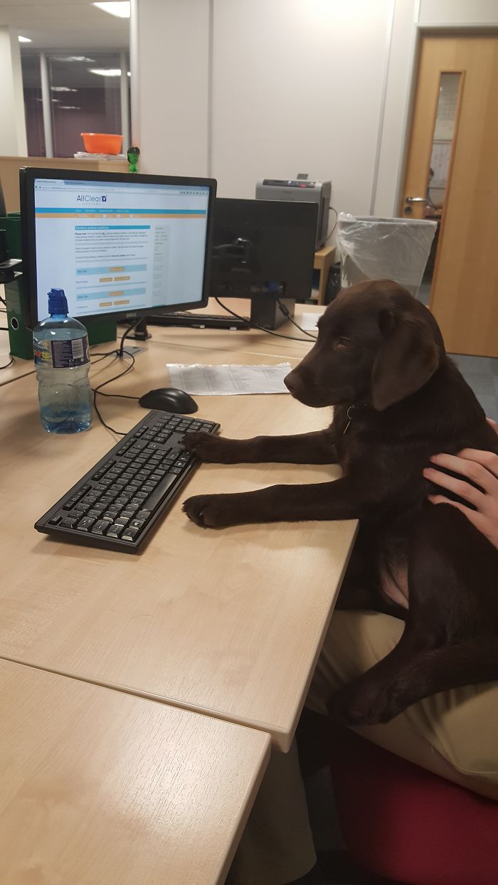 Share Photos Of Your Dogs Acting Like Humans Share Photos Of Your Dogs Acting Like Humans