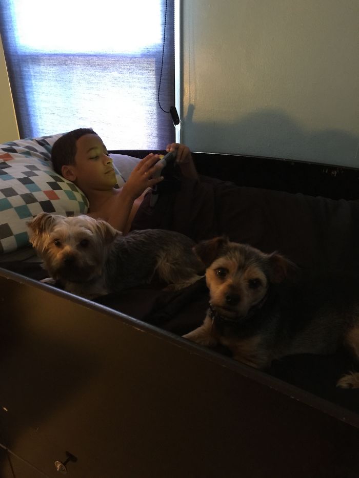 Share Photos Of Your Dogs Acting Like Humans Share Photos Of Your Dogs Acting Like Humans