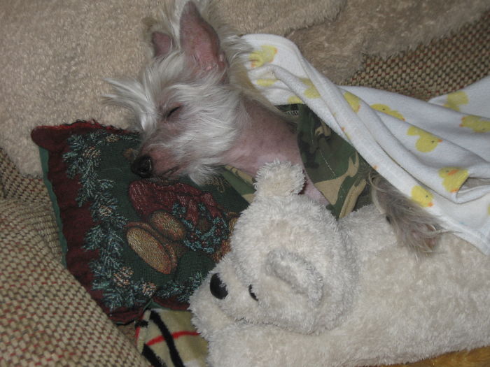 Share Photos Of Your Dogs Acting Like Humans Share Photos Of Your Dogs Acting Like Humans