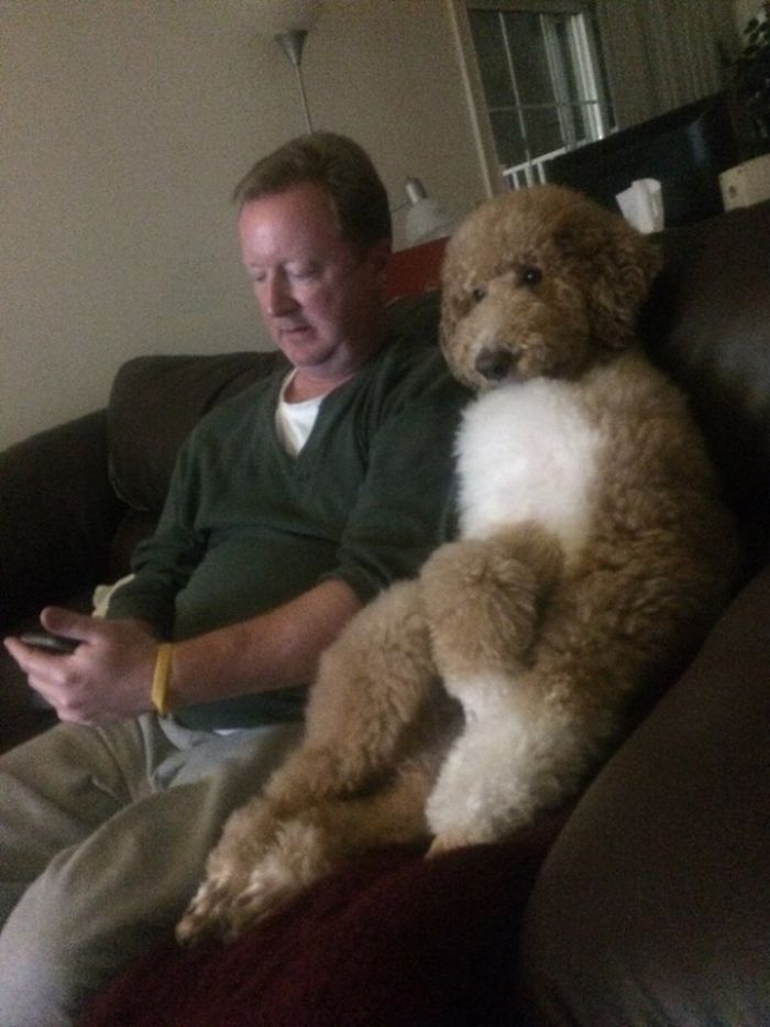 Share Photos Of Your Dogs Acting Like Humans Share Photos Of Your Dogs Acting Like Humans