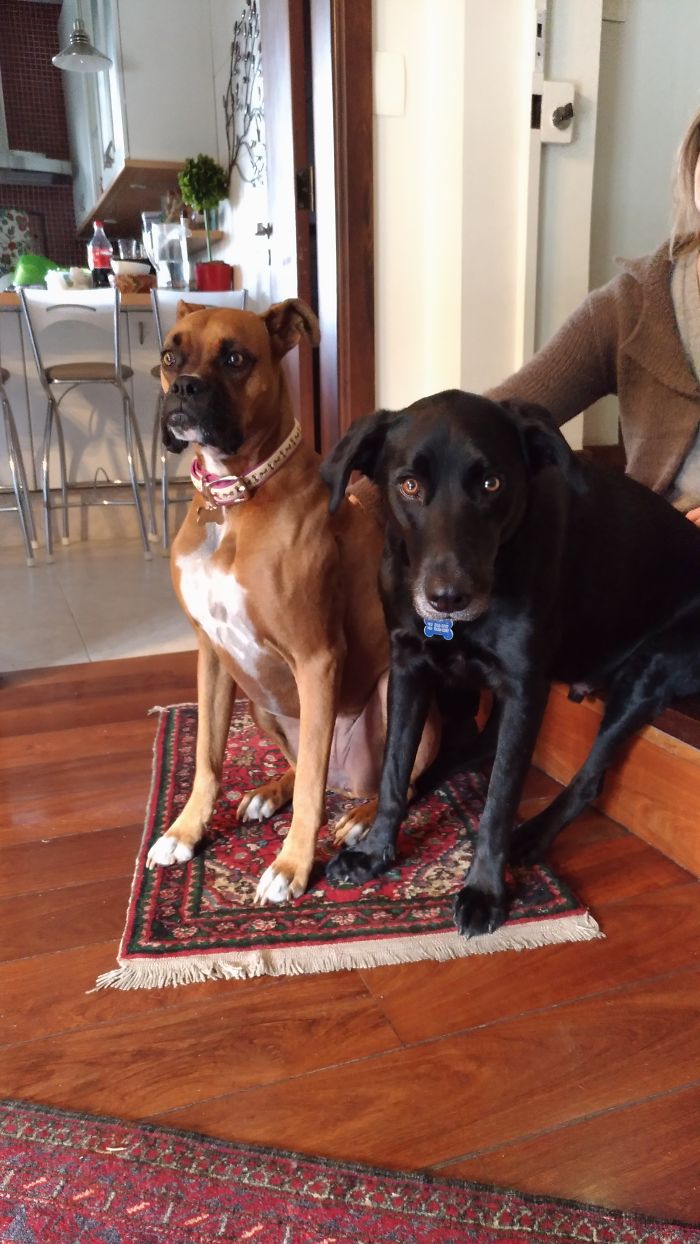 Share Photos Of Your Dogs Acting Like Humans Share Photos Of Your Dogs Acting Like Humans