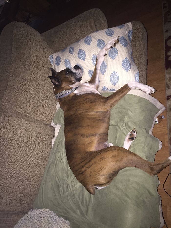 Share Photos Of Your Dogs Acting Like Humans Share Photos Of Your Dogs Acting Like Humans