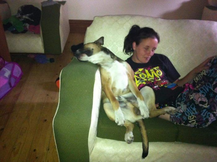 Share Photos Of Your Dogs Acting Like Humans Share Photos Of Your Dogs Acting Like Humans