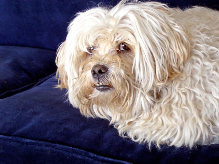 Share Photos Of Your Dogs Acting Like Humans Share Photos Of Your Dogs Acting Like Humans