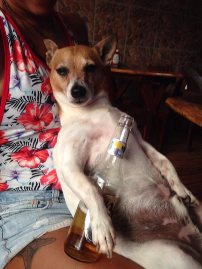 Share Photos Of Your Dogs Acting Like Humans Share Photos Of Your Dogs Acting Like Humans