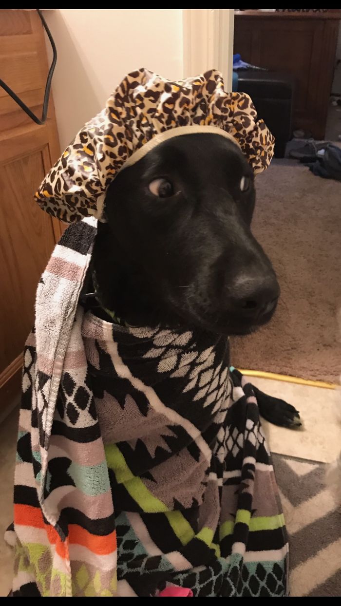 Share Photos Of Your Dogs Acting Like Humans Share Photos Of Your Dogs Acting Like Humans