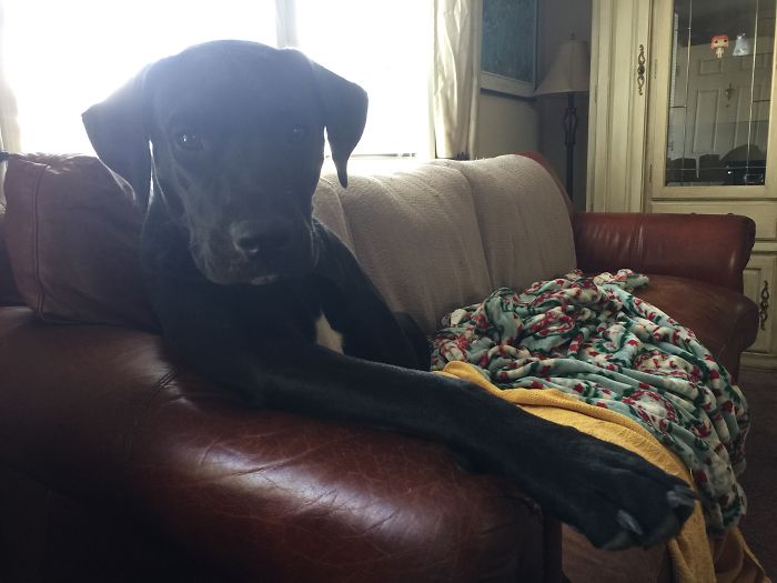 Share Photos Of Your Dogs Acting Like Humans Share Photos Of Your Dogs Acting Like Humans