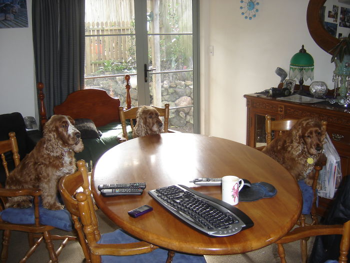 Share Photos Of Your Dogs Acting Like Humans Share Photos Of Your Dogs Acting Like Humans