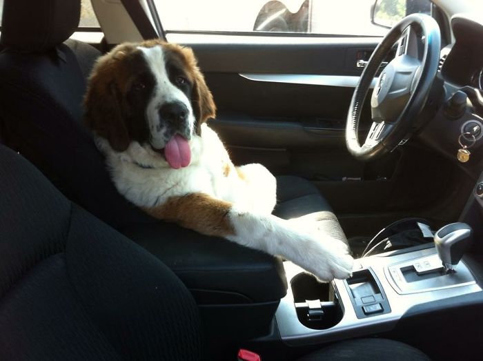 Share Photos Of Your Dogs Acting Like Humans Share Photos Of Your Dogs Acting Like Humans