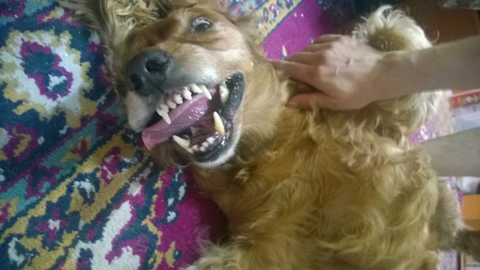 Share Photos Of Your Dogs Acting Like Humans Share Photos Of Your Dogs Acting Like Humans