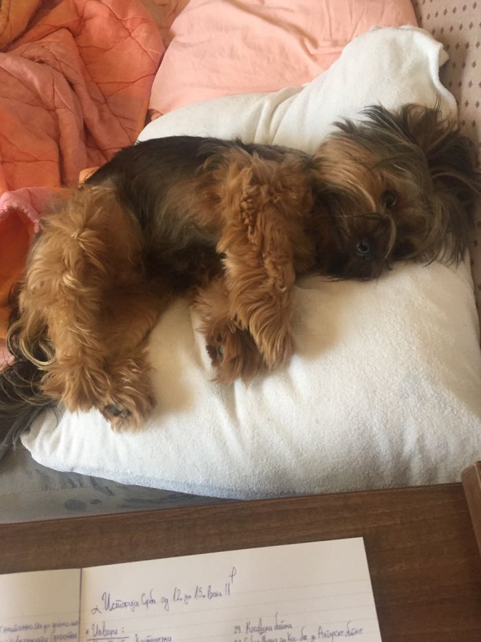 Share Photos Of Your Dogs Acting Like Humans Share Photos Of Your Dogs Acting Like Humans