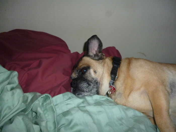 Share Photos Of Your Dogs Acting Like Humans Share Photos Of Your Dogs Acting Like Humans