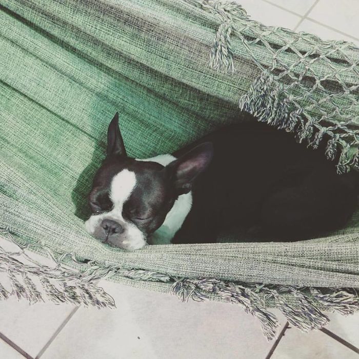 Share Photos Of Your Dogs Acting Like Humans Share Photos Of Your Dogs Acting Like Humans