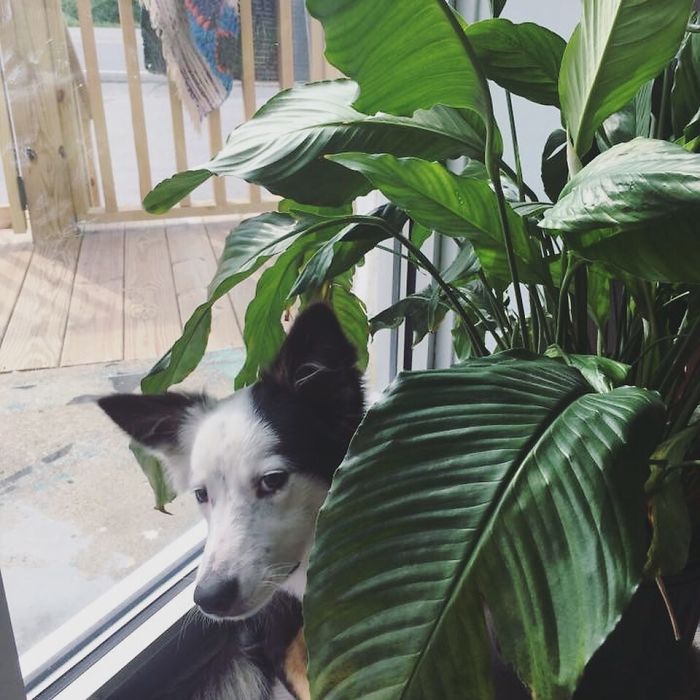 Share Photos Of Your Dogs Acting Like Humans Share Photos Of Your Dogs Acting Like Humans