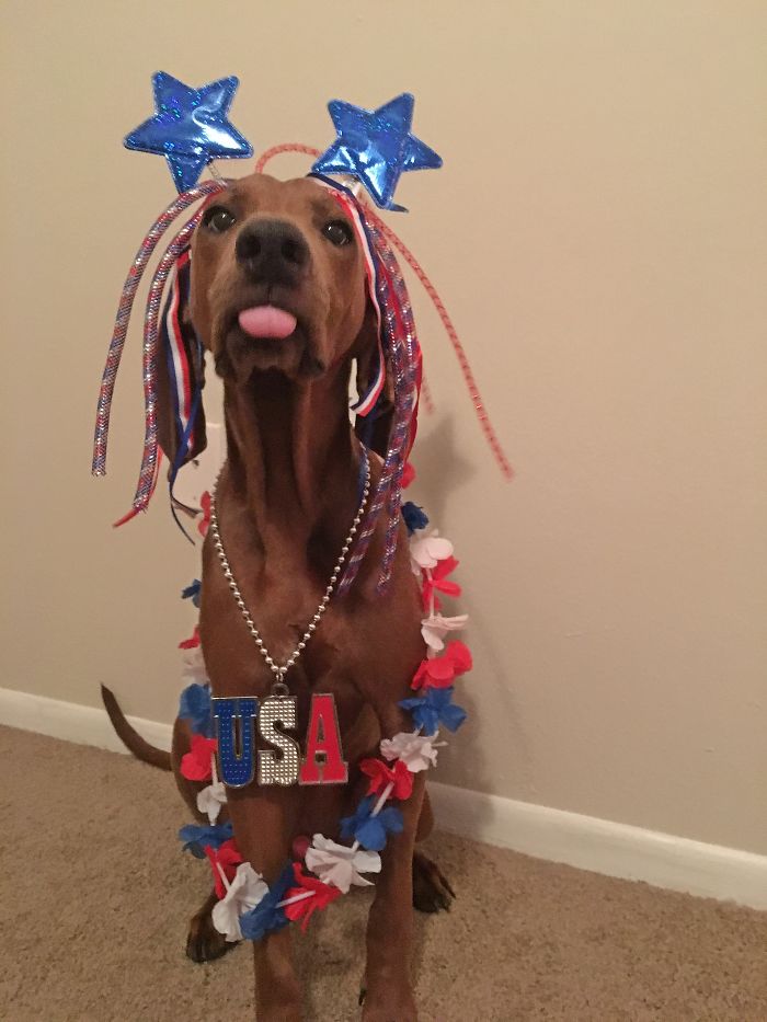 Share Photos Of Your Dogs Acting Like Humans Share Photos Of Your Dogs Acting Like Humans