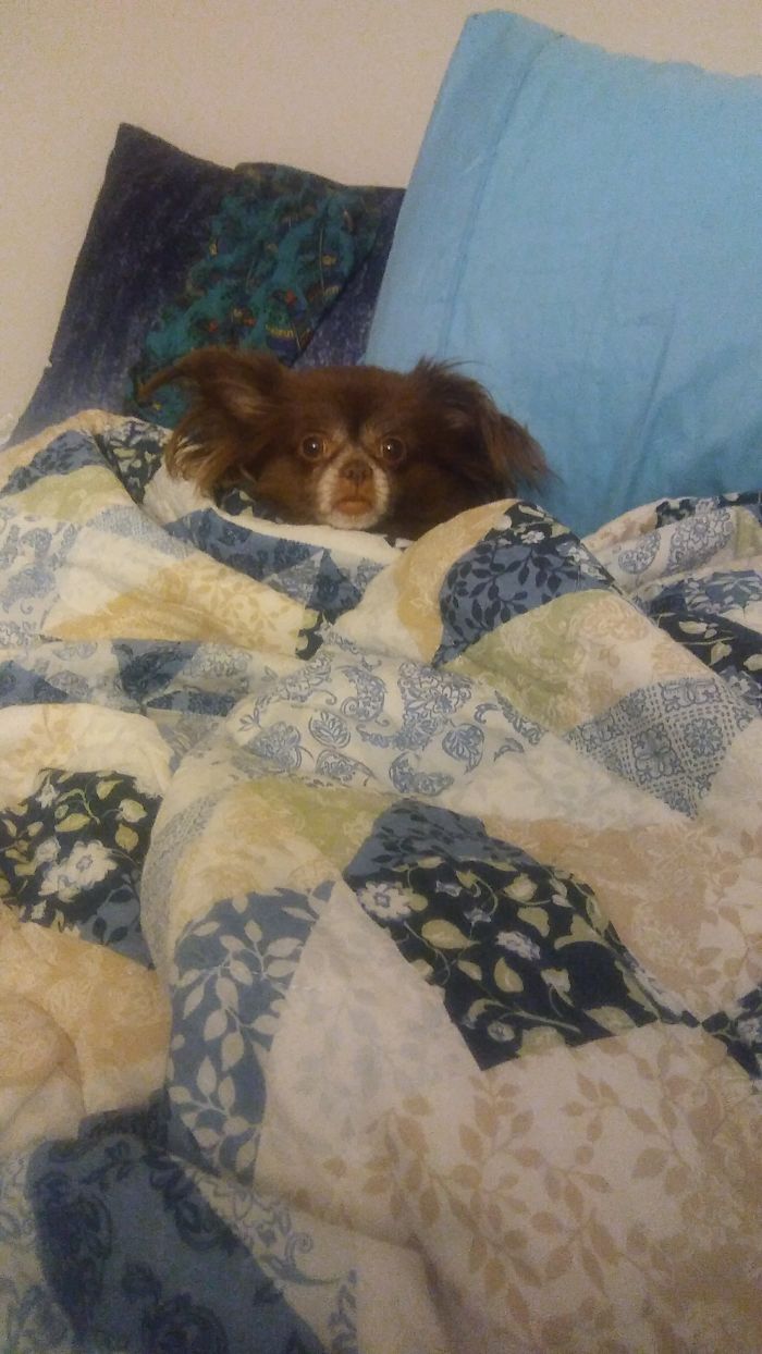 Share Photos Of Your Dogs Acting Like Humans Share Photos Of Your Dogs Acting Like Humans