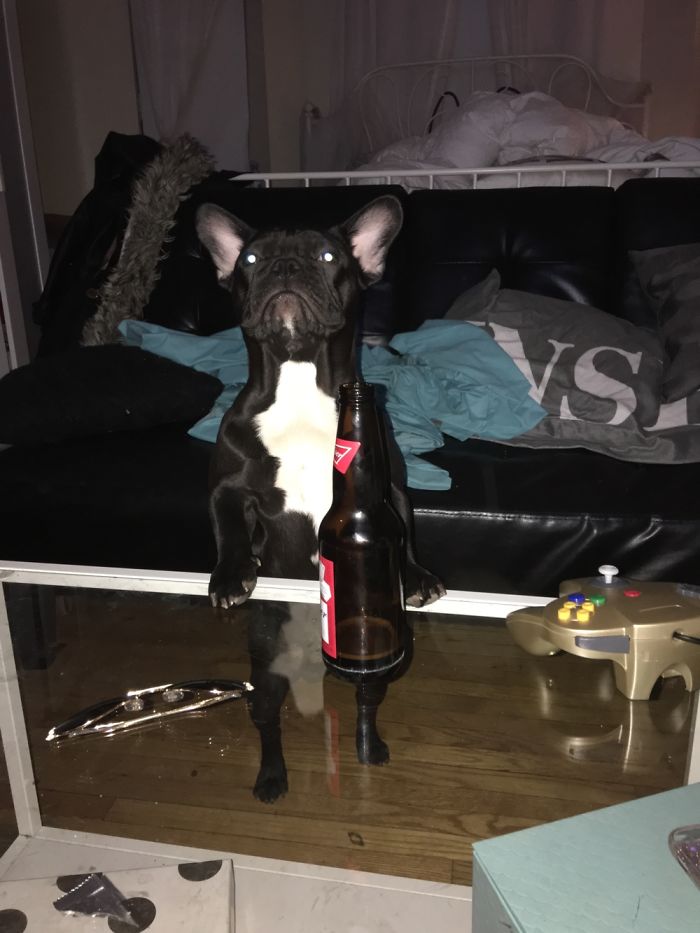 Share Photos Of Your Dogs Acting Like Humans Share Photos Of Your Dogs Acting Like Humans