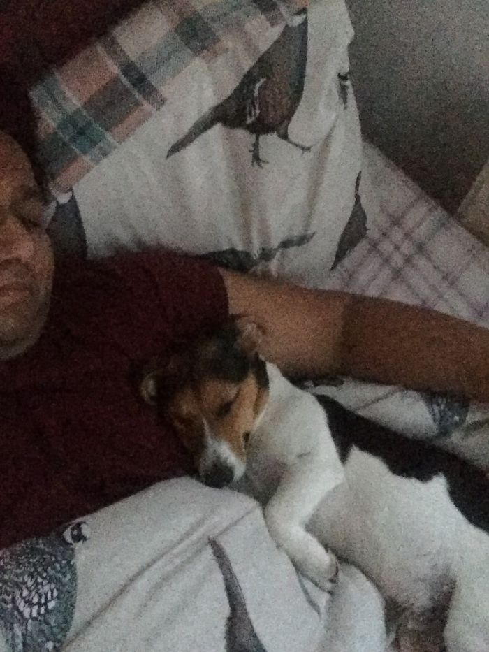 Share Photos Of Your Dogs Acting Like Humans Share Photos Of Your Dogs Acting Like Humans