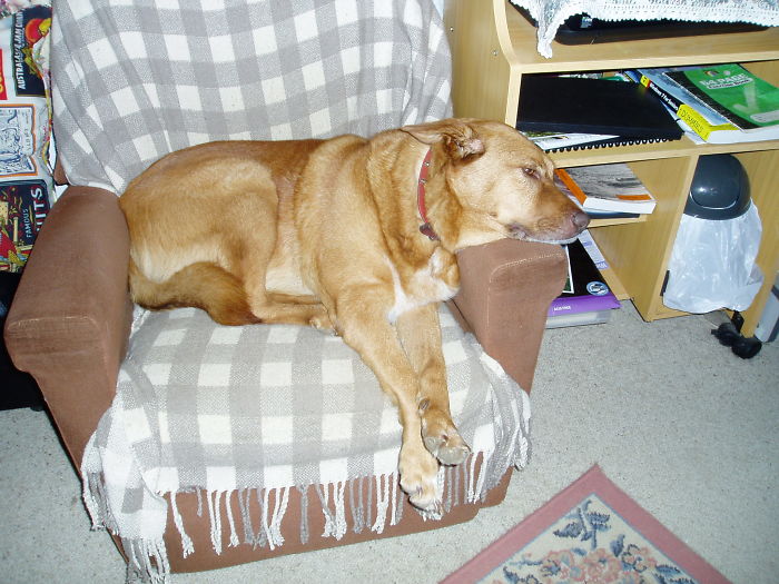 Share Photos Of Your Dogs Acting Like Humans Share Photos Of Your Dogs Acting Like Humans