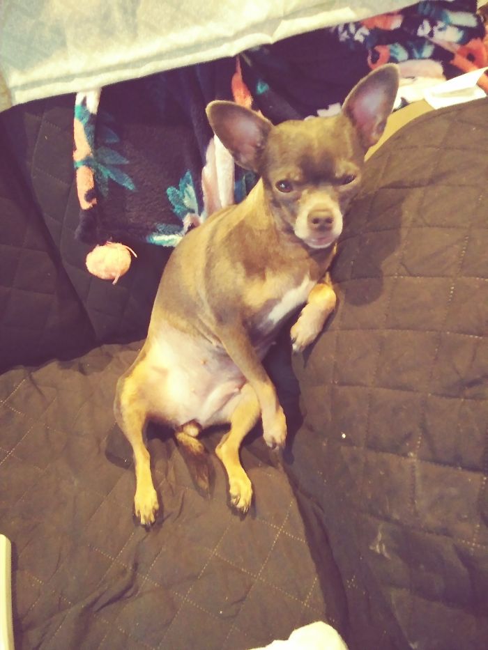 Share Photos Of Your Dogs Acting Like Humans Share Photos Of Your Dogs Acting Like Humans