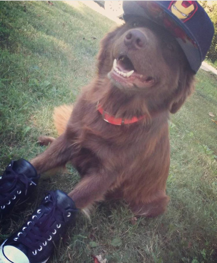 Share Photos Of Your Dogs Acting Like Humans Share Photos Of Your Dogs Acting Like Humans