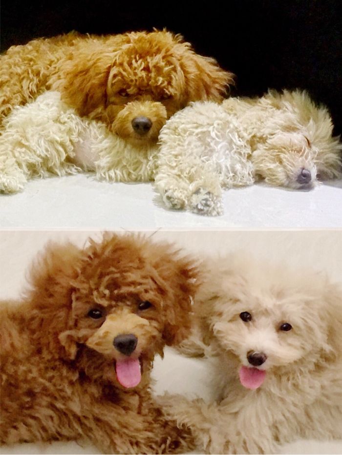 Share Photos Of Your Dogs Acting Like Humans Share Photos Of Your Dogs Acting Like Humans