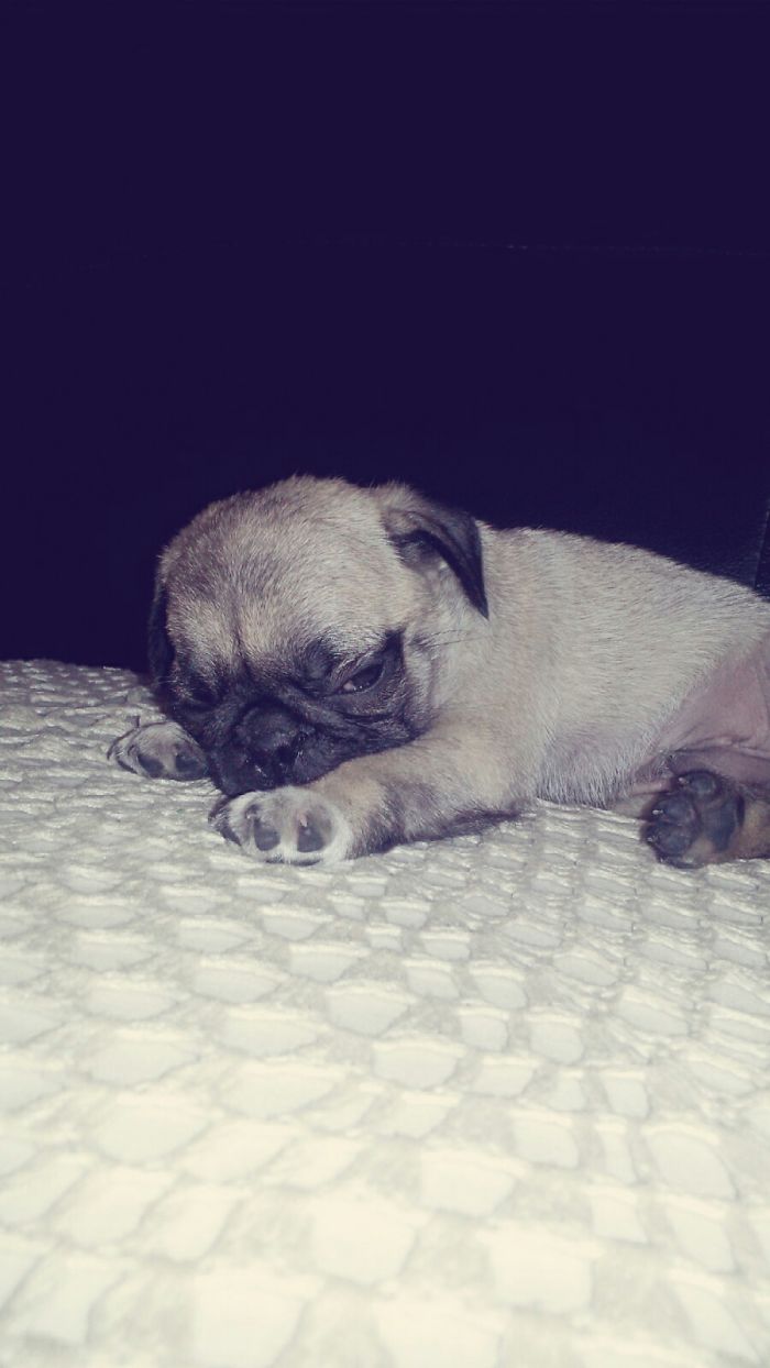 Share Photos Of Your Dogs Acting Like Humans Share Photos Of Your Dogs Acting Like Humans