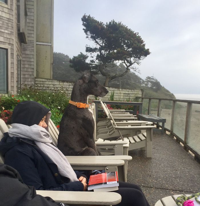 Share Photos Of Your Dogs Acting Like Humans Share Photos Of Your Dogs Acting Like Humans