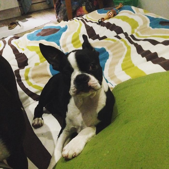 Share Photos Of Your Dogs Acting Like Humans Share Photos Of Your Dogs Acting Like Humans