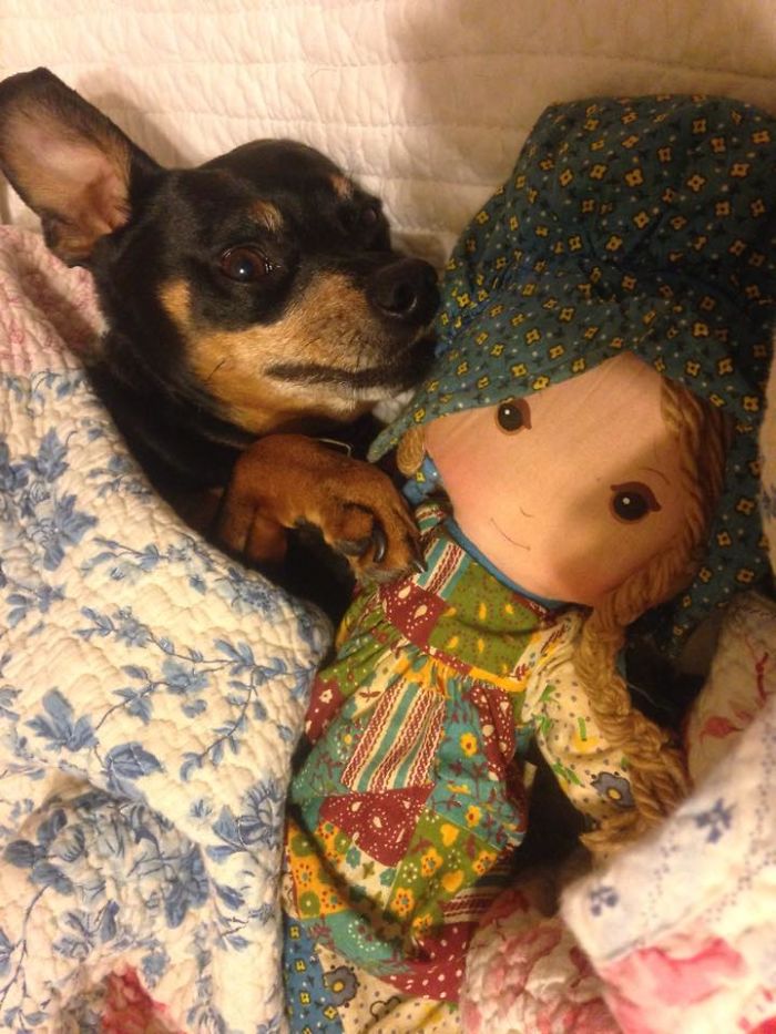 Share Photos Of Your Dogs Acting Like Humans Share Photos Of Your Dogs Acting Like Humans